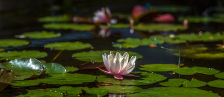 lilies in the pond of the botanical garden in summer