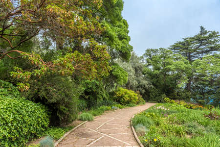 alley in the Nikitinsky Botanical Garden in summerの写真素材