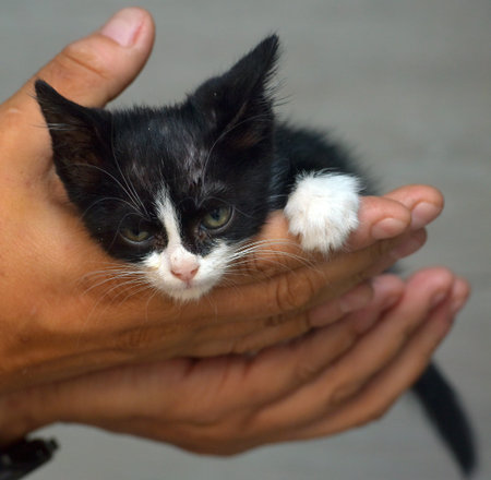 small black and white kitten in hands