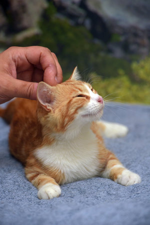 cute red with white young cat on the couchの写真素材