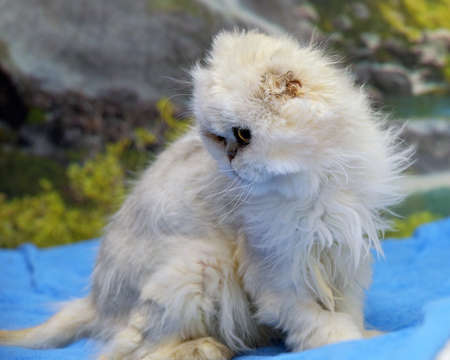 white beautiful fluffy persian cat close upの写真素材