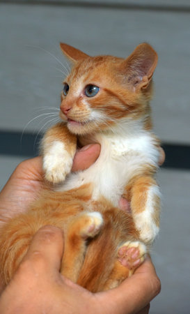 little cute white with ginger kitten in hands