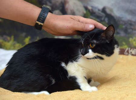 beautiful black and white cat with orange eyes lies on the sofaの写真素材
