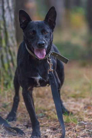 black three-legged dog disabled at animal shelterの写真素材