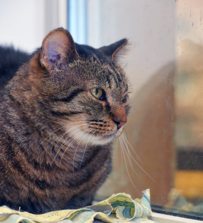 adult large tabby cat with cropped ear at an animal shelterの写真素材