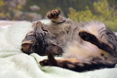 young one-eyed affectionate playful kitten on sofaの写真素材