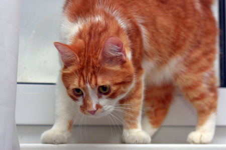 beautiful ginger shorthair cat in an apartment on the windowsillの写真素材