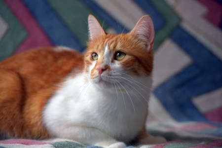 beautiful red and white shorthair cat on the couchの写真素材