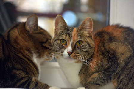 two cats at home together on the windowsill