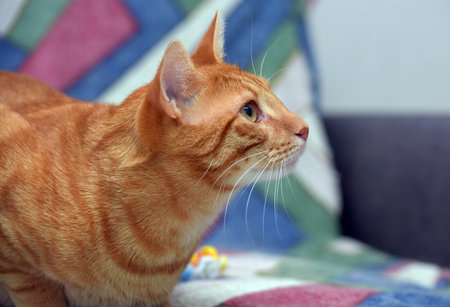 beautiful red striped shorthair cat on the couch