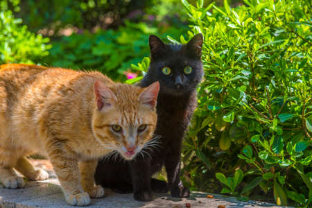 two red and black cats together in the summer in the parkの写真素材