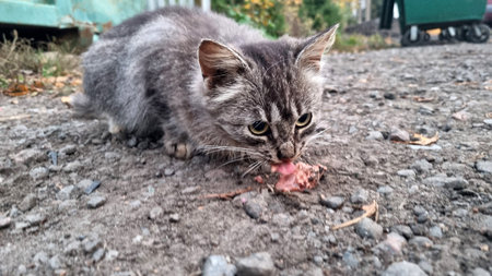 homeless fluffy kitten alone on the street