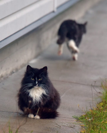 abandoned homeless kittens on the street close up