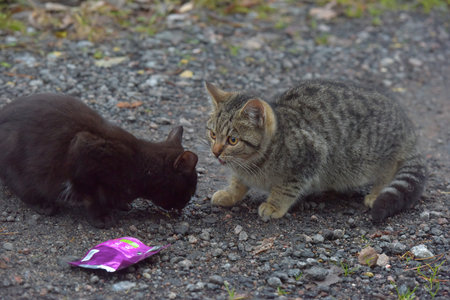 abandoned homeless kittens on the street close up