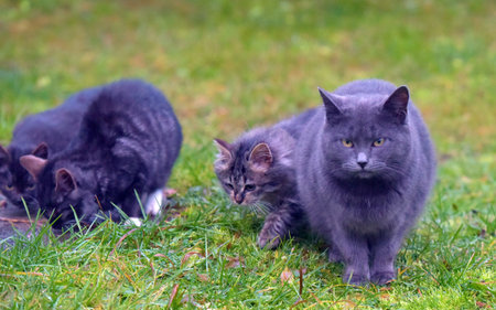 abandoned homeless kittens on the street close up