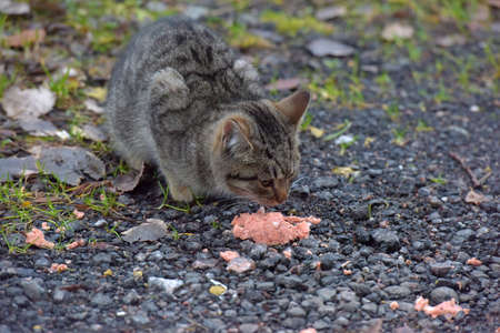 abandoned homeless kittens on the street close upの写真素材