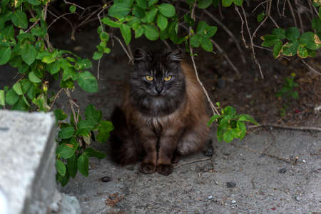 stray cats eat outdoors in summer, Crimeaの写真素材