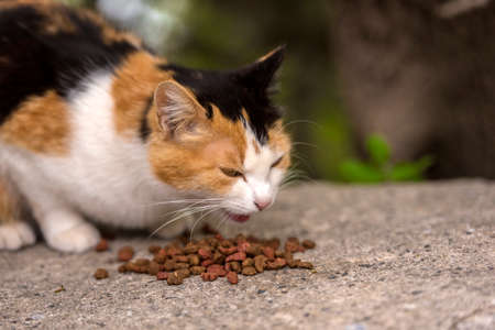 stray cats eat outdoors in summer, Crimeaの写真素材