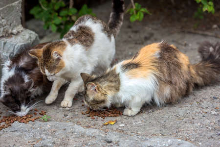 stray cats eat outdoors in summer, Crimeaの写真素材