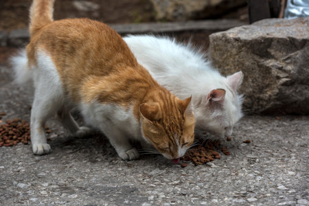stray cats eat outdoors in summer, Crimea