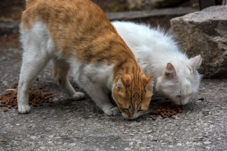 stray cats eat outdoors in summer, Crimea