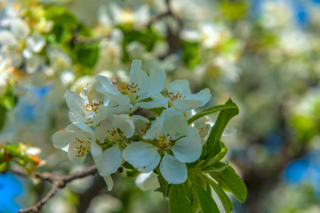 blooming apple tree against the blue sky in spring
