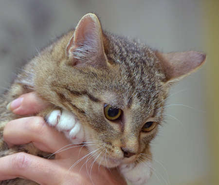 European shorthair brown tabby kitten in handの写真素材