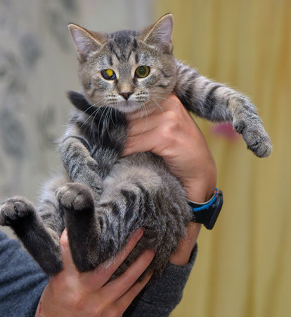 European shorthair brown tabby kitten in handの写真素材