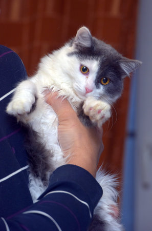 gray and white fluffy Norwegian forest cat in hands
