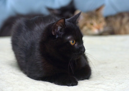 black kitten with orange eyes close upの写真素材