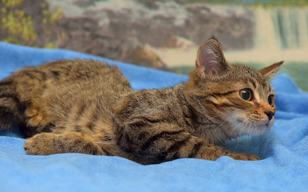 brown tabby kitten european shorthair on the bed
