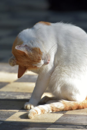 stray cats on the street of the city of Crimea