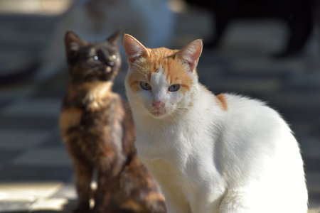 stray cats on the street of the city of Crimea
