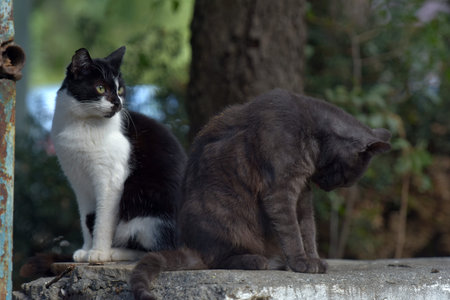 stray cats on the street of the city of Crimea