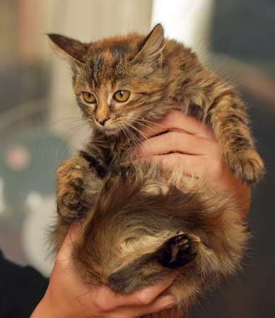 fluffy brown siberian kitten in hands close upの写真素材