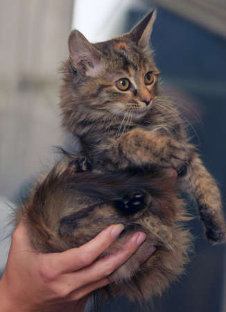 fluffy brown siberian kitten in hands close upの写真素材