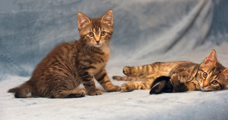 two little brown tabby kittens playing togetherの写真素材