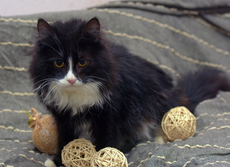 Fluffy black and white cat on a gray backgroundの写真素材