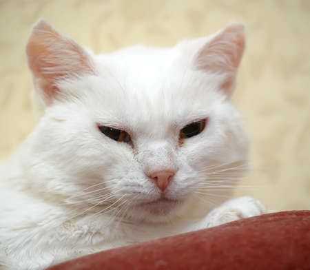 beautiful big white plump cat on the sofaの写真素材