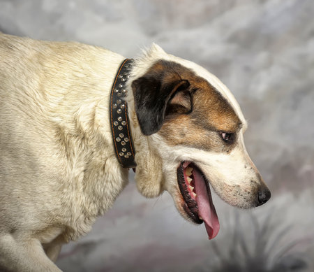 big good-natured white with red and black dog