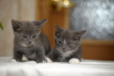two gray and white kittens close upの写真素材