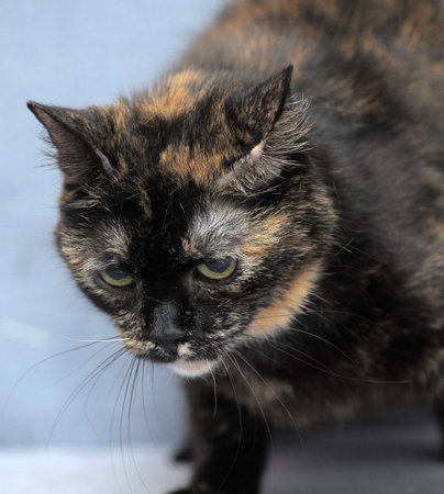 sad tortoiseshell cat close up photoの写真素材