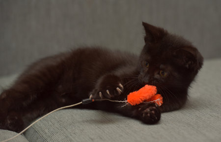 black shorthair playful kitten on the couchの写真素材
