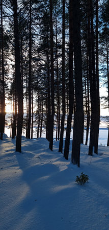snow-covered pine forest in winter and shadows from treesの写真素材