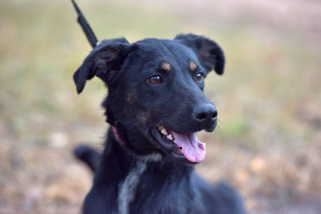 black dog mongrel in an animal shelter close up photo