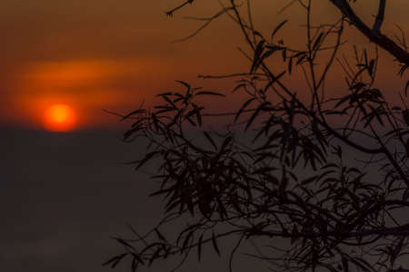 beautiful sunset over the sea behind the branches of treesの写真素材