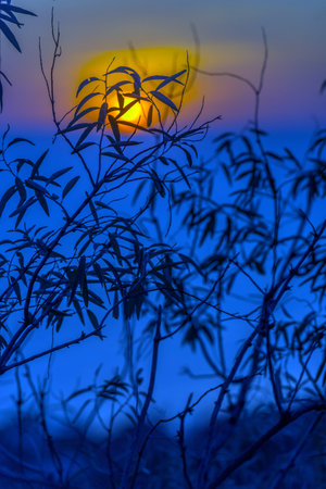 beautiful sunset over the sea behind the branches of trees
