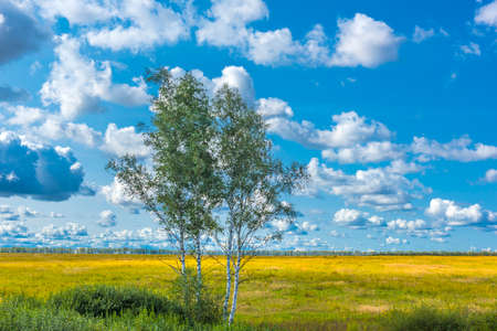 birch trees in a field in autumn and clouds in the skyの写真素材
