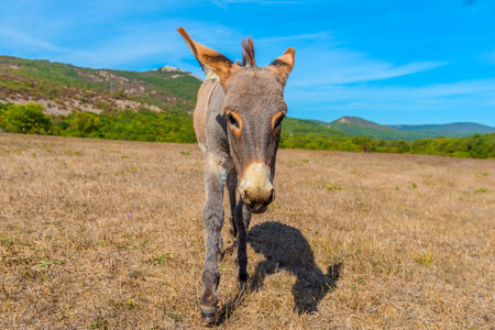 a young donkey in the summer in a field among withered grass