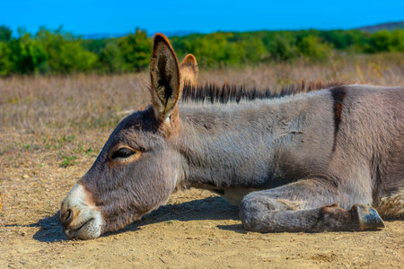 a young donkey in the summer in a field among withered grass